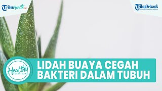 Antioksidan dalam Lidah Buaya Dapat Mencegah Bakteri dalam Tubuh, Inilah Sederet Manfaatnya