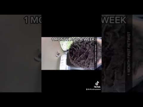 Starter Loc Journey. comment good organic products #dreadlocks #locjourney #locstyles #starterlocs