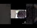 Starter Loc Journey Comment Good Organic Products Dreadlocks Locjourney Locstyles Starterlocs