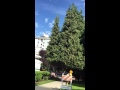 Tree Removal in the Westend Vancouver "Into the trees" by Zoe Keating