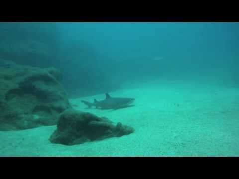 White Tip Reef Sharks at Tunnels Beach, Kauai