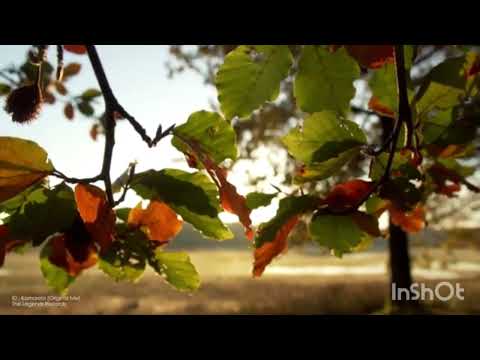 Sultan+Shepard & The Kite String Tangle.  Memories. Subtitulada en Español.