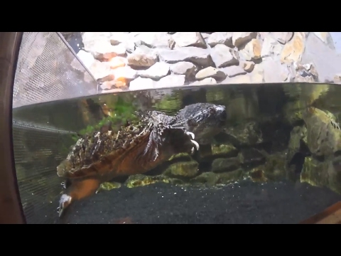 Galapagos Turtules at Nyireghyhaza ZOO | Richard Suciu