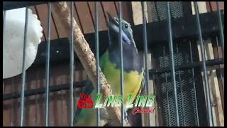 Download lagu CUCAK CUNGKOK GACOR - SUARA MENGRISTAL - JERNIH - COCOK UNTUK MASTERAN mp3 Download lagu CUCAK CUNGKOK GACOR - SUARA MENGRISTAL - JERNIH - COCOK UNTUK MASTERAN mp3