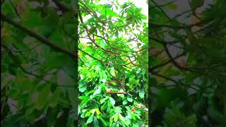 Download lagu MIKAT BURUNG SIRTU SARJANA ‼️ mp3