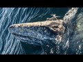 Gray Whales Rub Against Boat (Seen From UNDERWATER VIEWING PODS)
