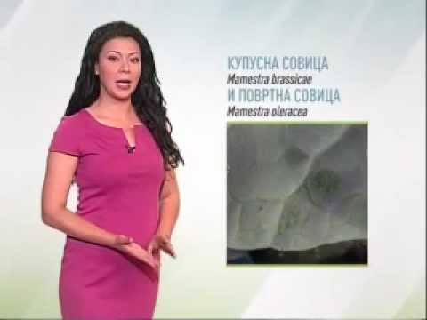 Zelena prognoza, 5.6.2015. - O lisnim sovicama u poljoprivrednoj proizvodnji