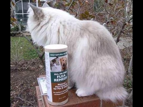 Ragdoll Cats Receive Only Natural Pet Store Flea Treatment Products - Floppycats
