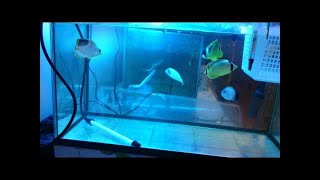 ６０センチ水槽サルビニアの脅威