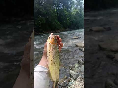 pesca de sabaletas   en la Maná Cotopaxi
