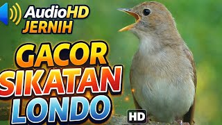 Download lagu SUPER GACOR! Masteran Sikatan Londo 1 Jam Nonstop 💥 Dijamin Bikin Burung Nyaut! mp3