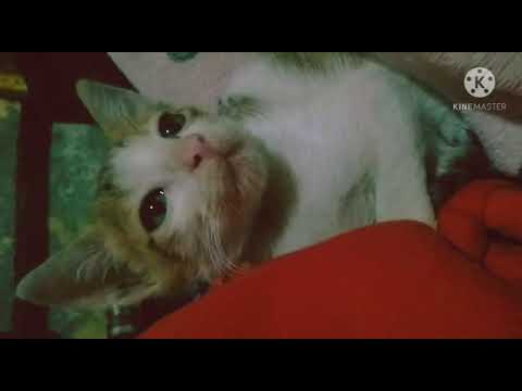 Cute kitty sleeping 🐈