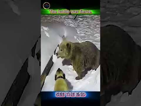 Dog vs Grizzly Bear in Snow – Shocking Encounter Caught on Camera!