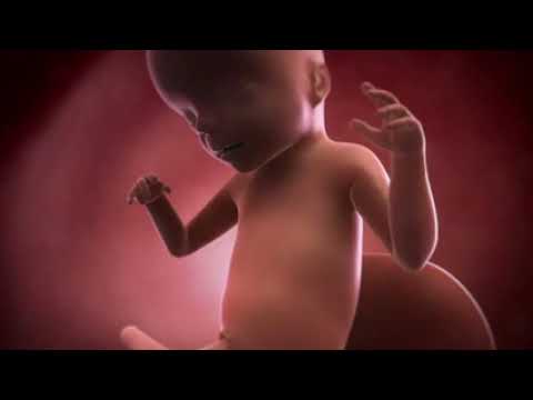 Your baby at 21 weeks | Week-by-week pregnancy | MadeForMums