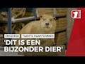 Schatten uit de Museumfabriek, aflevering 2: De bever van Buurse