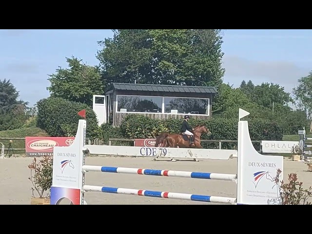 Jument &agrave; vendre pour CSO 
