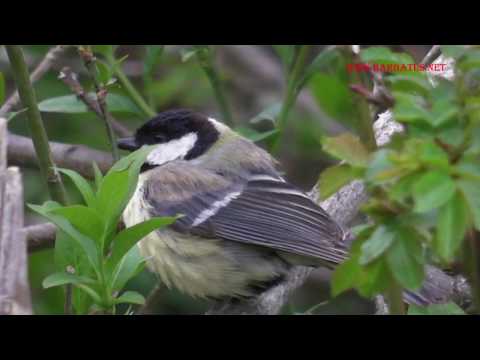 Carbonero común ( Parus major ) Great Tit