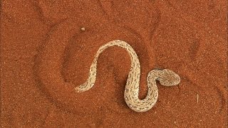 The Sidewinder Snake Slithers at 18 MPH