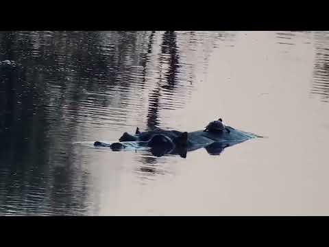 Djuma: Hippo with  Terrapins riding piggy back - 05:54 - 10/09/2022