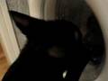 Cat Vs Washingmachine