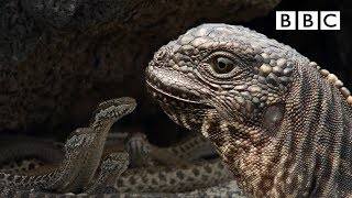 Iguana chased by killer snakes  Planet Earth II: I