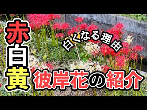 園芸 ヒガンバナ、ヒガンバナ、曼珠沙華