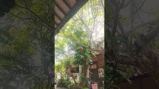 Download lagu DUMESSS caahh #cover #youtubeshorts #storywa #gudanghiburan #covermusiktop #bali mp3 Download lagu DUMESSS caahh #cover #youtubeshorts #storywa #gudanghiburan #covermusiktop #bali mp3