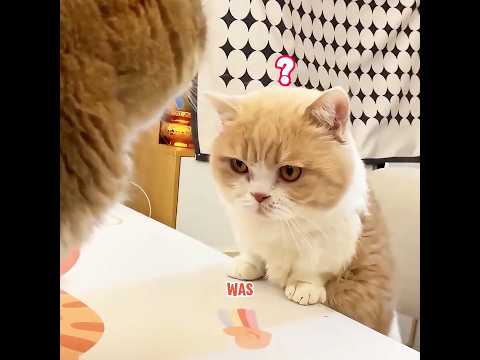 He drank the cat's milk on purpose to see the cat's reaction. #cat #funny