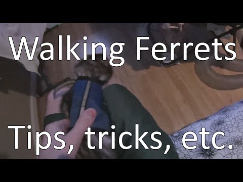 YouTube video about: How to train a ferret to walk on a leash?