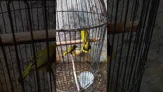 Download lagu kutilang sutra jantan dan betina#shorts #burung mp3