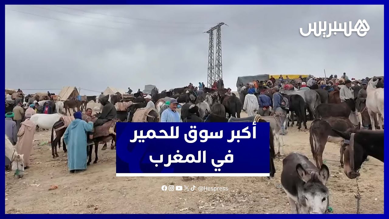من إملشيل.. أجواء أكبر سوق لبيع البغال والحمير في المغرب thumbnail