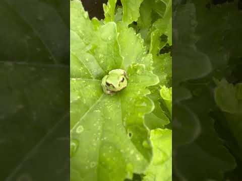 モロッコヒキガエル 植物