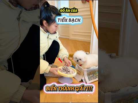 Đồ ăn của Tiểu Bạch biến thành giấy, vì sao vậy #viral #viralreelsシ #viralshorts #viralvideos