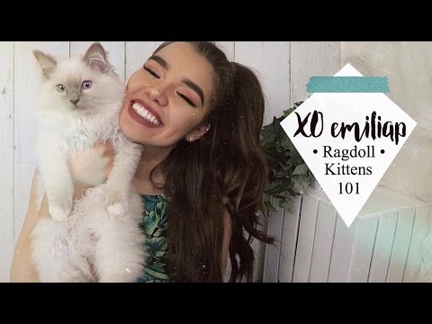 Everything To Know About Ragdoll Kittens | Ft. My Ragdolls Cat | xoemiliap