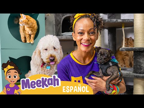🐈🐾 ¡Meekah juega con los perros y los gatos! 💜¡Hola Meekah!💜Amigos de Blippi | Videos educativos