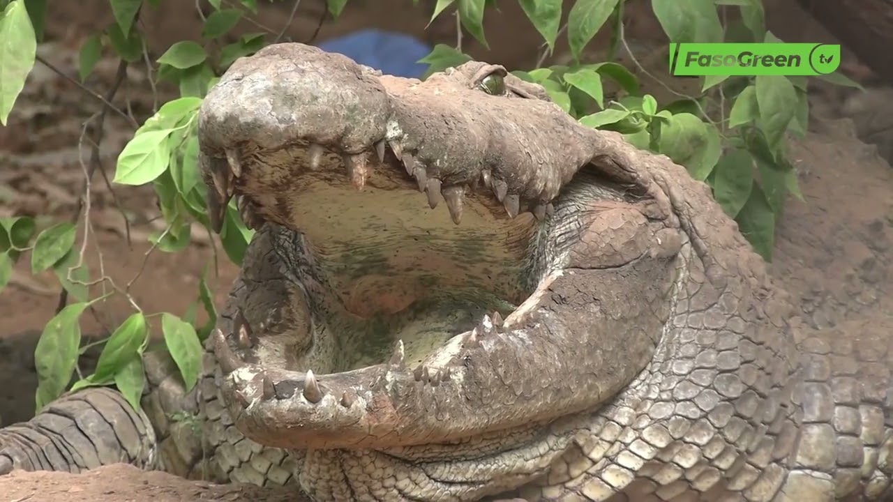 Sortie des crocodiles du parc-Bangr-wéogo : Boureima KOUDOUGOU donne les raisons