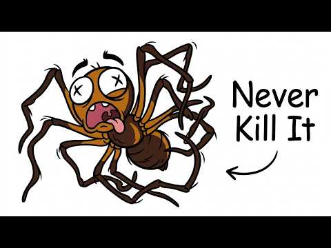 Why You Should Never Kill the Spider in Your Corner (The Real Reason)