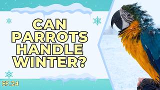 How do parrots handle winter weather? | The Parrot Podcast