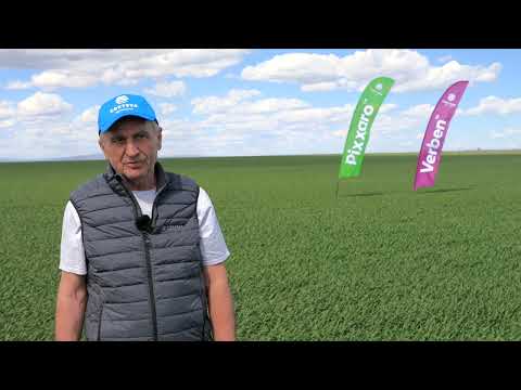 Fungicidul Verben in ferma Bogdandra, Judetul Braila