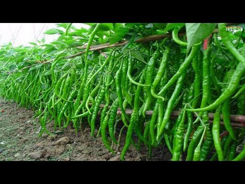 WOW! Amazing Agriculture Technology - Sweet & Chili Peppers