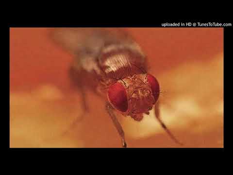 14. Dele TDJ... Como La Mosca - Francisco Canaro - Charlo - 10-04-1931