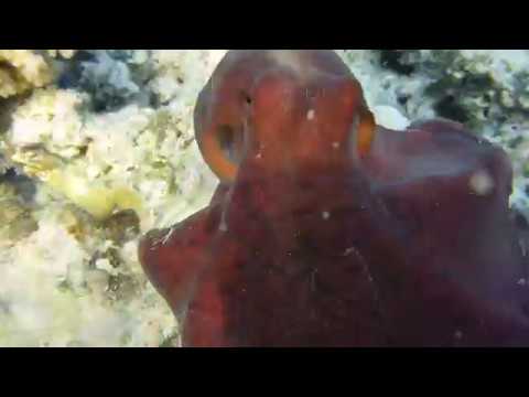 Octopus - Meister der Tarnung