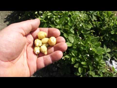 Strawberry breeding - The golden child strawberry