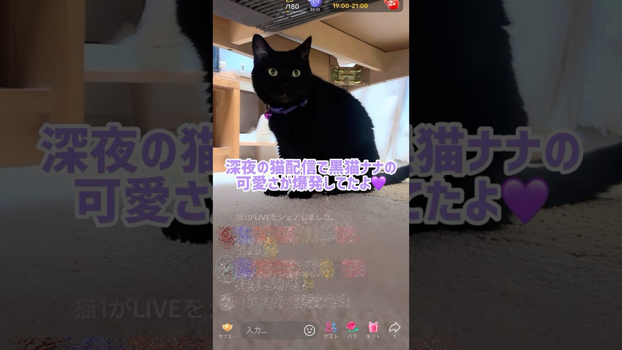 黒猫ナナのヘソ天💟 #shorts