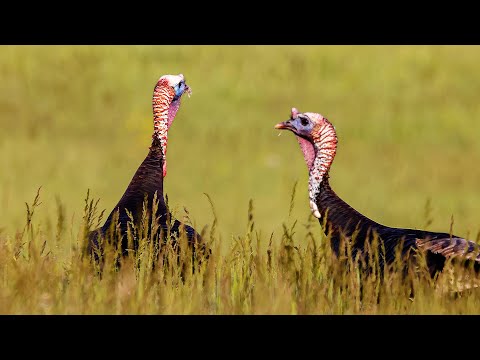 🦃 Turkey - Forest Wanderers: the Life of Wild Turkeys #wildlife #nature