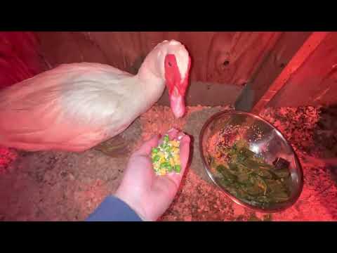 Chickens 🐓 rowdy, little Bunch 😅￼