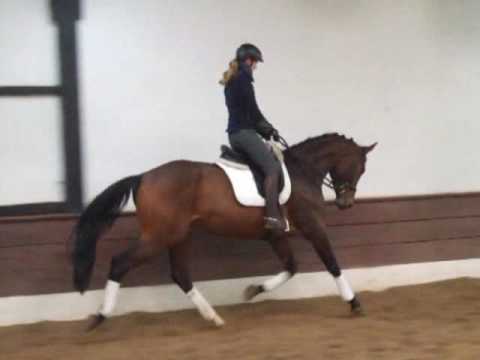 BANDERAS 3j. Hann. Wall. v. Belissimo M - Weltmeyer - for sale