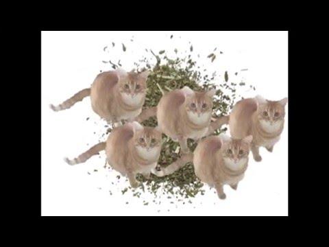 Cats Dancing and singing  to Jamaican remix of Work by Rihanna!