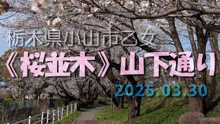 【VLOG】《桜並木》山下通り 栃木県小山市乙女　2025.03.30