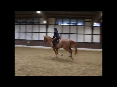 HOLLYWOOD HILL'S 6j. v. Hogwart - Quo Vados I VB 15.000,- Euro